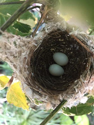 陽台有鳥築巢|為什麼鳥類越來越愛到陽台築巢？城裡的鳥壓力大？今。